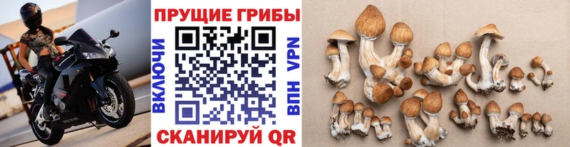 Купить закладки  Кандалакша  Псилоцибиновые грибы Magic Shrooms 